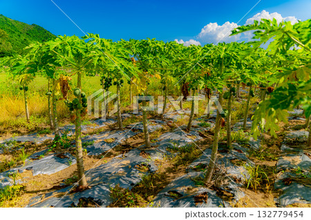 Papaya or melon tree. Papaya or melon tree. 132779454