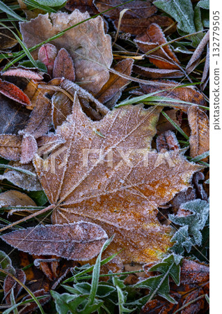 leaf is covered with frost brownish-green color. leaf lies on ground and is surrounded by grass. 132779505