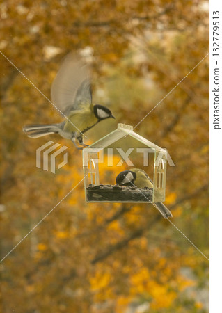 titmouse bird flies and eats food or seeds in a bird feeder. titmouse bird flies and eats food or seeds in a bird feeder. 132779513