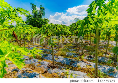 Papaya or melon tree. Papaya or melon tree. 132779525