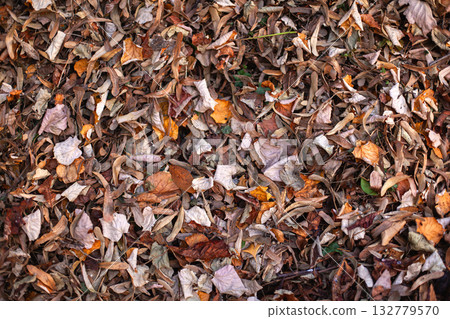Background of dried leaves in the park Background of dried leaves in the park 132779570
