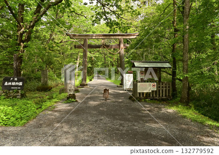 戶隱神社大社鳥居,四周綠意盎然 戶隱神社大社鳥居,四周綠意盎然 132779592
