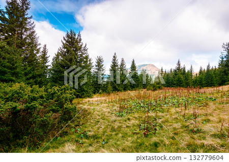 fir trees on a meadow. scenic landscape with coniferous forest in carpathian mountains of ukraine under blue sky with heavy clouds. beautiful alpine scenery of europe fir trees on a meadow. scenic landscape with coniferous forest in carpathian mountains of ukraine under blue sky with heavy clouds. beautiful alpine scenery of europe 132779604