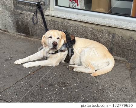 Yellow labrador resting on city pavement with leash attached. Calmness, patience and companionship in everyday urban life. Yellow labrador resting on city pavement with leash attached. Calmness, patience and companionship in everyday urban life. 132779630
