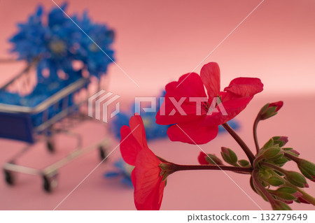 Striking contrast: red geranium flowers framing a blue chrysanthemum cart with soft background 132779649