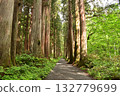 The approach to Togakushi Shrine's Okusha Shrine is enveloped in fresh greenery 132779699