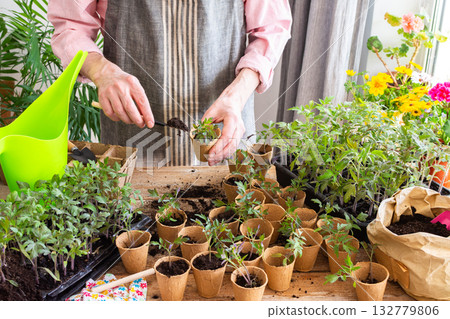 A man carefully pricks out young tomato seedlings and places them into eco-friendly pots, surrounded by lush plants and gardening tools in a bright indoor space A man carefully pricks out young tomato seedlings and places them into eco-friendly pots, surrounded by lush plants and gardening tools in a bright indoor space 132779806