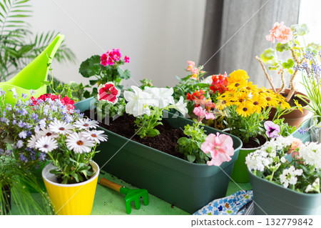Spring decoration of a home balcony or terrace setup with geraniums, petunias, ivy, styled to highlight outdoor decor, nature and hobby gardening Spring decoration of a home balcony or terrace setup with geraniums, petunias, ivy, styled to highlight outdoor decor, nature and hobby gardening 132779842