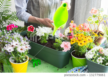 A man planting colorful petunias in pots and waters them, surrounded by lush greenery, capturing spring gardening and hobby vibes, spring decoration of a home balcony or terrace with flowers 132779861
