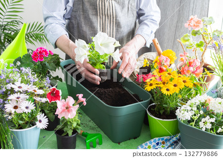 Spring decoration of a home balcony or terrace with flowers, man planting flowers Petunia in pots, flowers on a green background, home gardening and hobbies 132779886
