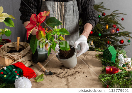 A cozy holiday scene with a man repotting Poinsettia flowers by a Christmas tree, capturing the essence of festive spirit and home gardening during the Christmas season 132779901