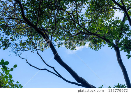 分支延伸到天空 132779972