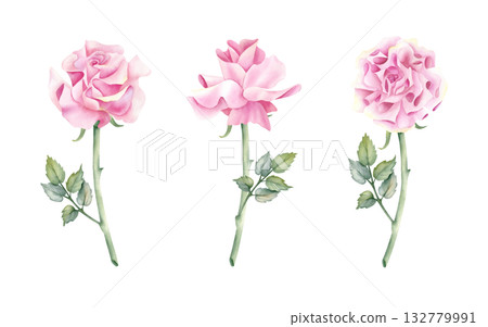 Watercolor French rose set clip art. Open bud pink flower with stem and leaf. Delicate botanical floral illustration isolated from background. For your design wedding invitation, greeting card women 132779991