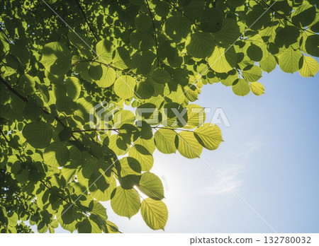 AI 生成的圖像：陽光透過天空的新鮮綠色植物抬頭仰望 132780032