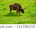 A large bison with horns on the grass, a sunny summer day in a reserve in Poland. 132780159