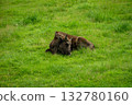 A cute little bison lies on a hillside of green grass in summer 132780160