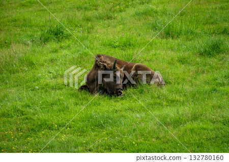 A cute little bison lies on a hillside of green grass in summer 132780160