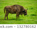 European bison against the background of green grass in the forest 132780162
