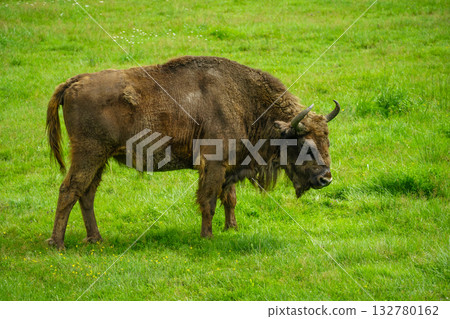 European bison against the background of green grass in the forest European bison against the background of green grass in the forest 132780162