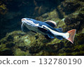Flathead catfish in an aquarium. Flathead catfish is the only representative of the genus Phractocephalus. Beautiful large catfish.  132780190
