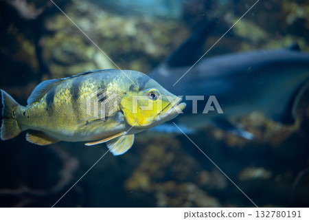 Cichla ocellaris, known as the butterfly peacock bass in aquarium.  132780191