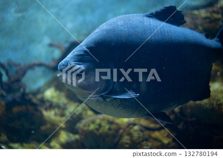 Colossoma macropomum is a species of freshwater ray-finned fish in the subfamily Serrasalminae, the family Characidae, the only species in the genus Colossoma. Colossoma macropomum is a species of freshwater ray-finned fish in the subfamily Serrasalminae, the family Characidae, the only species in the genus Colossoma. 132780194