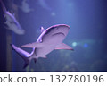 Threatening shark in the aquarium. Shark close-up.  132780196