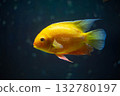 Heros severus swims in an aquarium. Beautiful yellow fish close-up.  132780197
