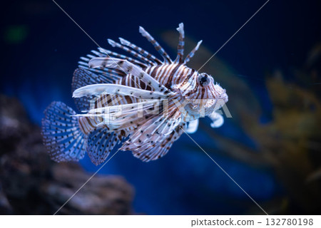 Antenna lionfish close-up. Pterois antennata in an aquarium.  132780198