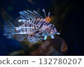 Antenna lionfish close-up. Pterois antennata in an aquarium.  132780207