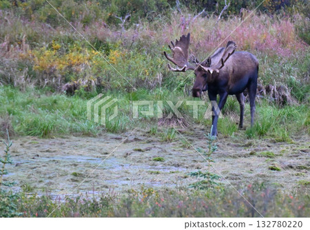 The Male Moose Appears The Male Moose Appears 132780220
