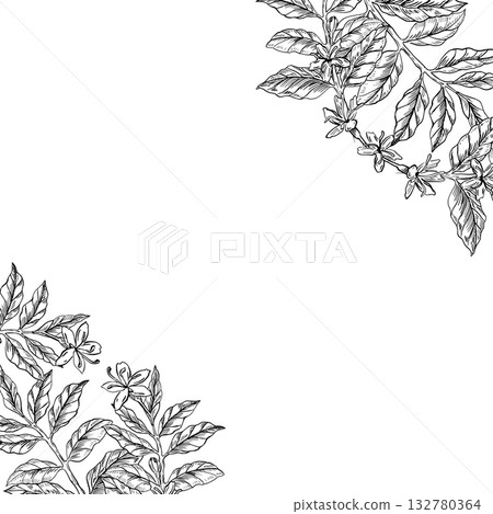 A square frame of coffee branches. Realistic vector illustration for cafe design, menus, interiors, signs, posters, and postcards. A square frame of coffee branches. Realistic vector illustration for cafe design, menus, interiors, signs, posters, and postcards. 132780364