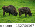 Two mighty European bison stand close together, eating grass 132780367