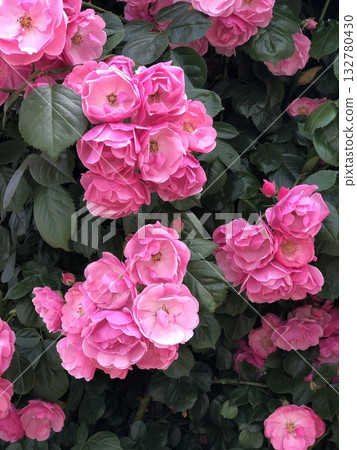 Dark pink roses Dark pink roses 132780430