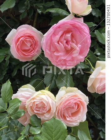 Roses proud Roses proud 132780431