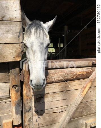 A white horse peeking out from the stable A white horse peeking out from the stable 132780432