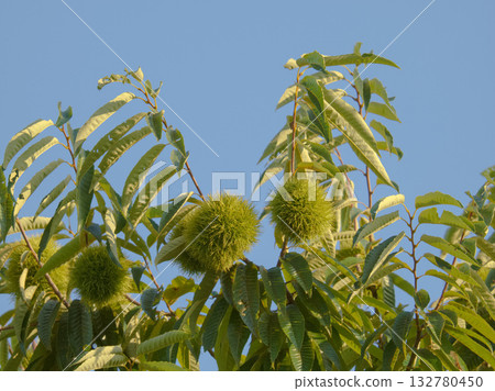 藍栗子 藍栗子 132780450