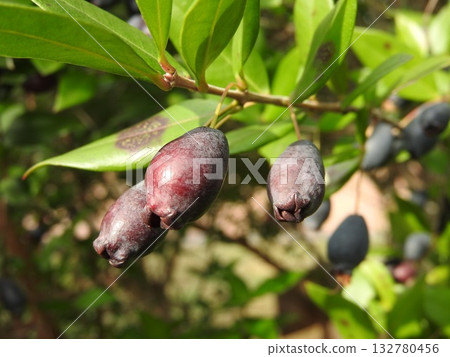 結深紫色果實的桃金孃 132780456