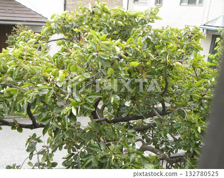 Persimmons in harvest season Persimmons in harvest season 132780525