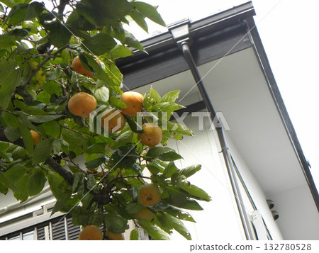 今年我家裡有很多柿子 132780528