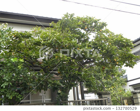 Many persimmons in my home this year Many persimmons in my home this year 132780529