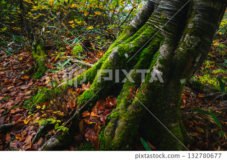 [Kamaike Pond] Moss covering the base of a beech tree [Otari Village, Kitaazumi District] 132780677