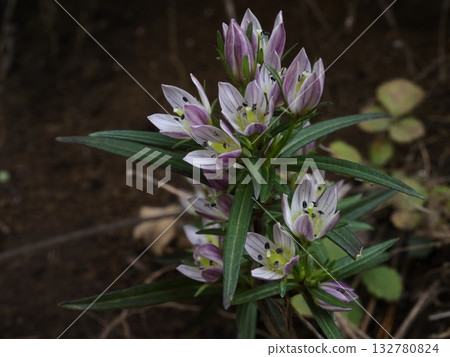Swertia flowers blooming in the autumn mountains 132780824