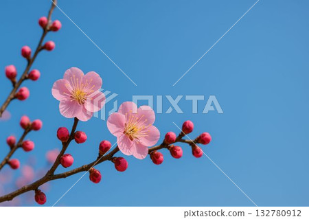 Red plum blossoms shining against the blue sky Red plum blossoms shining against the blue sky 132780912
