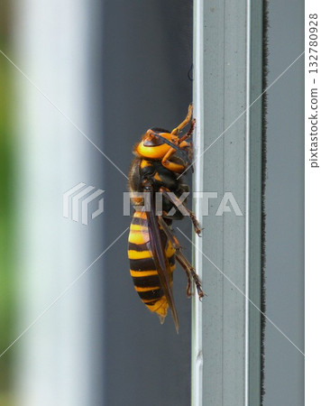 Hornets Pests that land on sashes 132780928