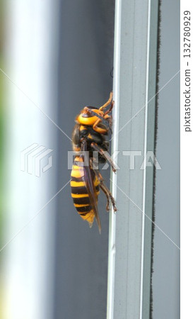 Hornets Pests that land on sashes Hornets Pests that land on sashes 132780929