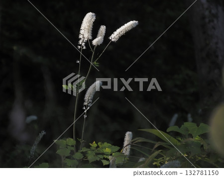 Cimicifuga shining white in autumn 132781150