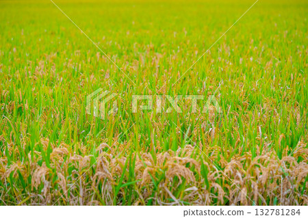 Rice. A large area of rice seedlings growing in the fields of Korea. 132781284