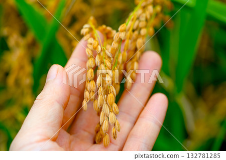 Rice. An ear of rice in hand. Rice seedlings growing in the fields of Korea. Rice. An ear of rice in hand. Rice seedlings growing in the fields of Korea. 132781285
