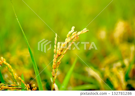 Rice. A large area of rice seedlings growing in the fields of Korea. Rice. A large area of rice seedlings growing in the fields of Korea. 132781286